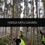√ Harga Kayu Gaharu Mengikuti Gerd Terkini 2024 Harga Kayu Gaharu