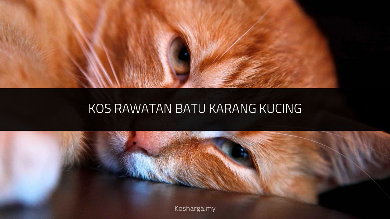 Kos Rawatan Batu Karang Kucing